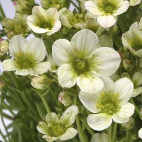 Alpino™ Early Lime
